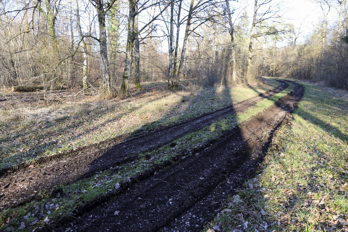 Ligne Maginot - BOIS DE LORRAINE - (Dépôt du Génie) - La piste actuelle qui dessert l'ancien dépôt - Alain Perouffe