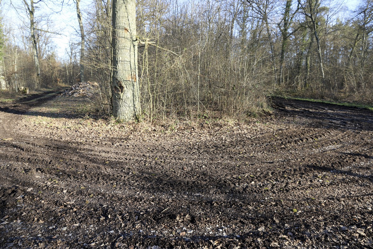 Ligne Maginot - BOIS DE LORRAINE - (Dépôt du Génie) - La piste actuelle qui dessert l'ancien dépôt - Alain Perouffe