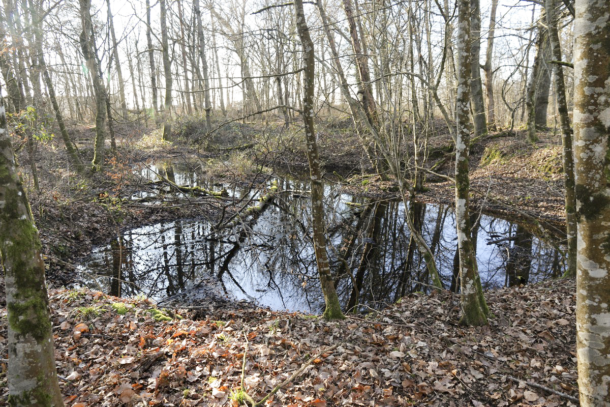 Ligne Maginot - BOIS DE LORRAINE - (Dépôt du Génie) - Un des très nombreux emplacements de bâtiments de stockage - Alain Perouffe
