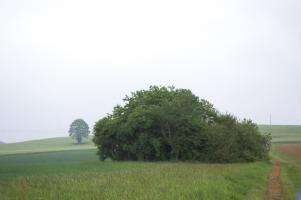 Ligne Maginot - LE GOUTY - (Blockhaus pour canon) - Un bouquet d'arbres en plein champ...C'est l'ouvrage...