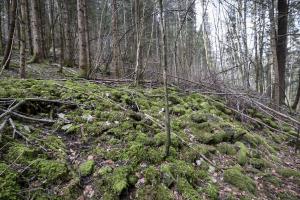 Ligne Maginot - BIRGMATTEN - (Abri) - Remblai