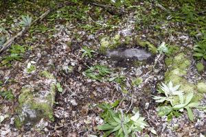 Ligne Maginot - GLASERBERG - FONTAINE - (Divers) - Emplacement probable d'une fontaine.