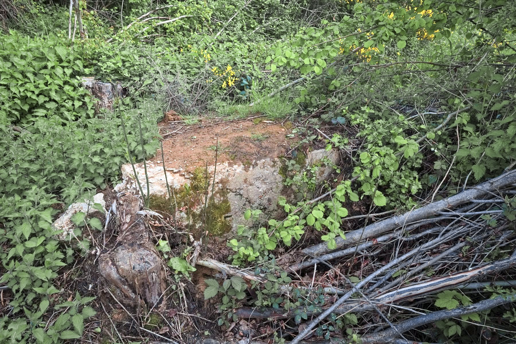 Ligne Maginot - DAUGBERT - (Blockhaus pour arme infanterie) - Le Daugbert est pratiquement détruit par le débardage récent.
2021 - Thierry Caland