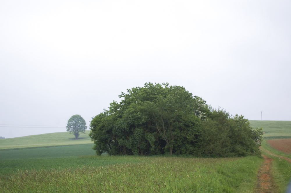 Ligne Maginot - LE GOUTY - (Blockhaus pour canon) - Un bouquet d'arbres en plein champ...C'est l'ouvrage...