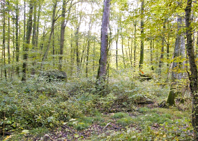 Ligne Maginot - MBA7 - (Blockhaus pour arme infanterie) - Les deux boucliers cachés dans le foret