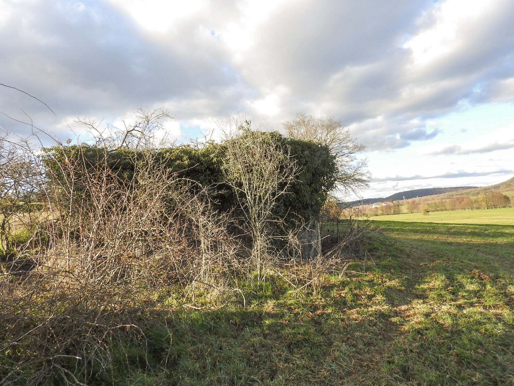 Ligne Maginot - MOULIN BAS SUD - (Blockhaus pour canon) - La façade de tir disparait sous les broussailles. - STENGER Mathieu