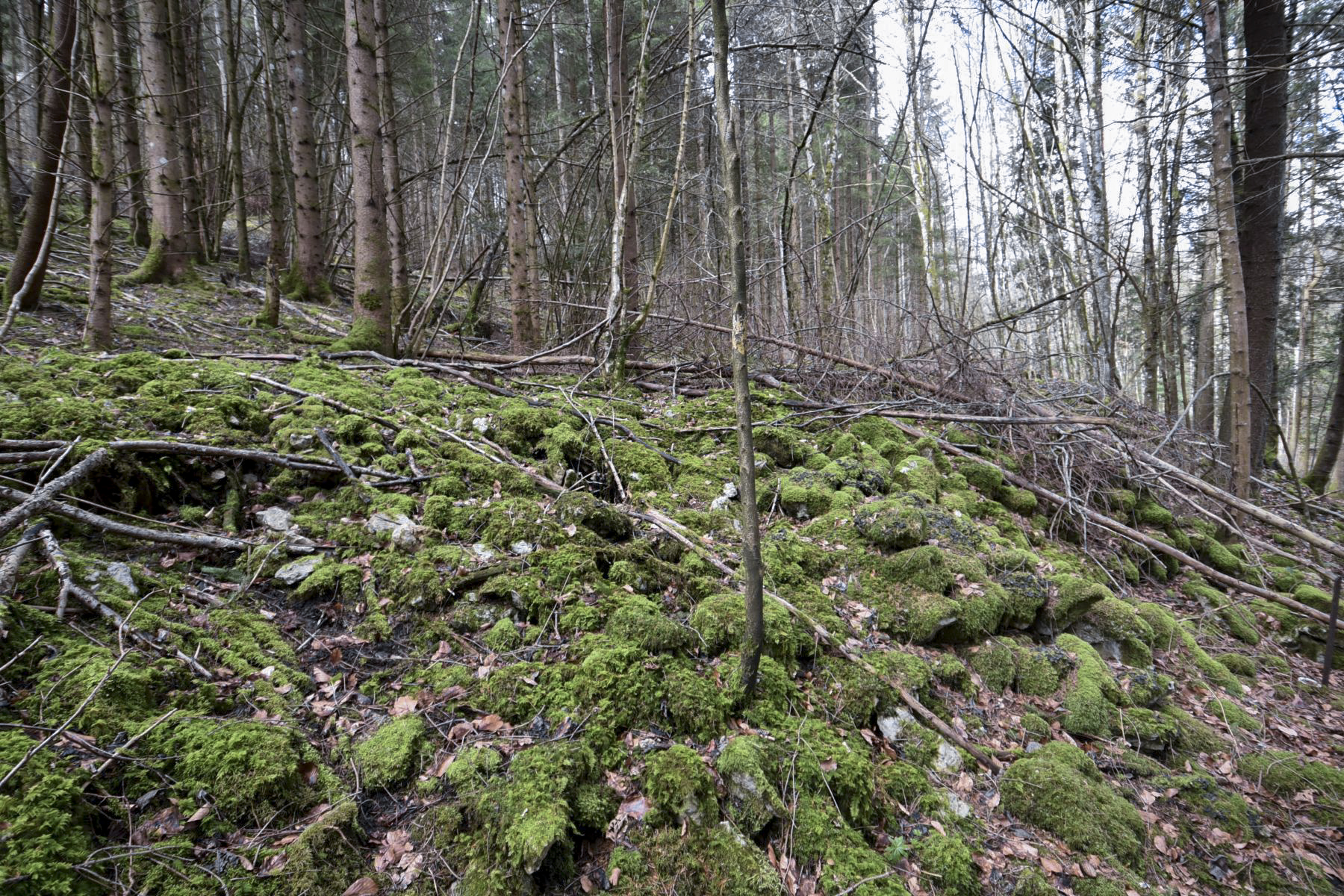 Ligne Maginot - BIRGMATTEN - (Abri) - Remblai - Ludovic KNAPP