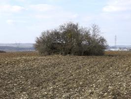 Ligne Maginot - LUTERSBERG 2 - (Blockhaus pour arme infanterie) - Le blockhaus de Lutersberg 2 et son camouflage naturel