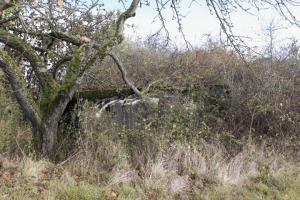 Ligne Maginot - LE BOUT 5 - (Blockhaus pour arme infanterie) - Le Bout 5 disparaît lentement, envahi par des haies