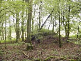 Ligne Maginot - M65B - BOIS DE BRILL 1 - (Blockhaus pour arme infanterie) - Vue générale: on voit nettement la lisière du bois de Brill