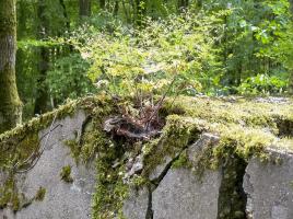 Ligne Maginot - M1B - TAUBRUNNENWALD - (Blockhaus pour arme infanterie) - 