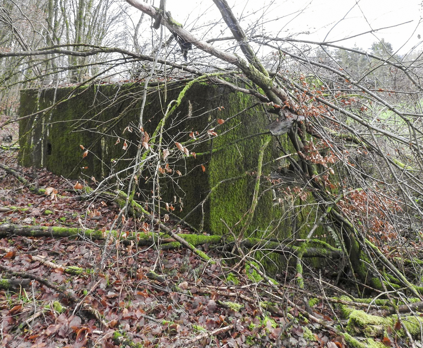Ligne Maginot - BB355 - (Blockhaus pour canon) - La  façade de tir quelque peu encombrée par des branchages. - STENGER Mathieu