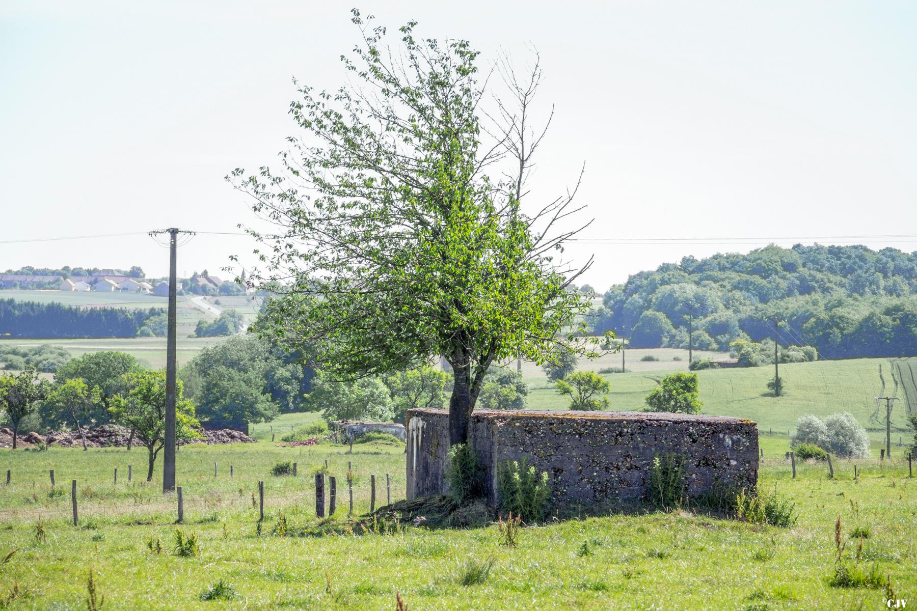 Ligne Maginot - RUISSEAU 7 - (Blockhaus de type indéterminé) -  - Lia VERMEULEN