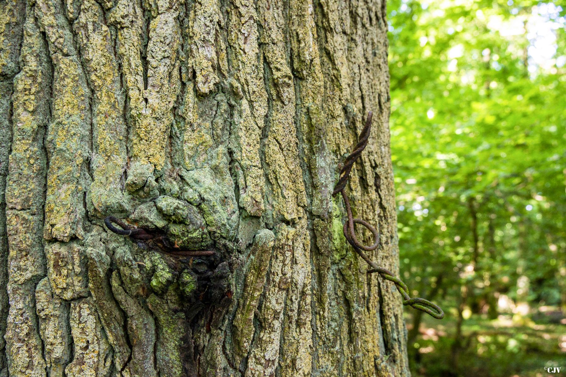 Ligne Maginot - VORDERSTERWALD 3 - (Cuve pour arme d'infanterie) -  - Lia VERMEULEN