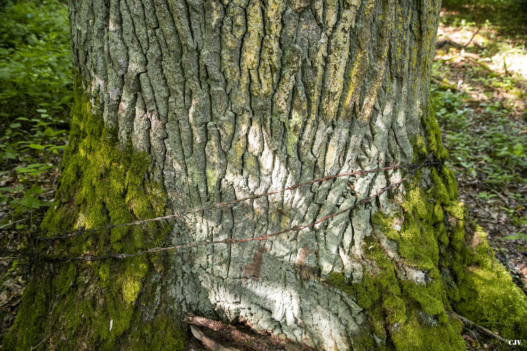 Ligne Maginot - VORDERSTERWALD 3 - (Cuve pour arme d'infanterie) -  - Lia VERMEULEN