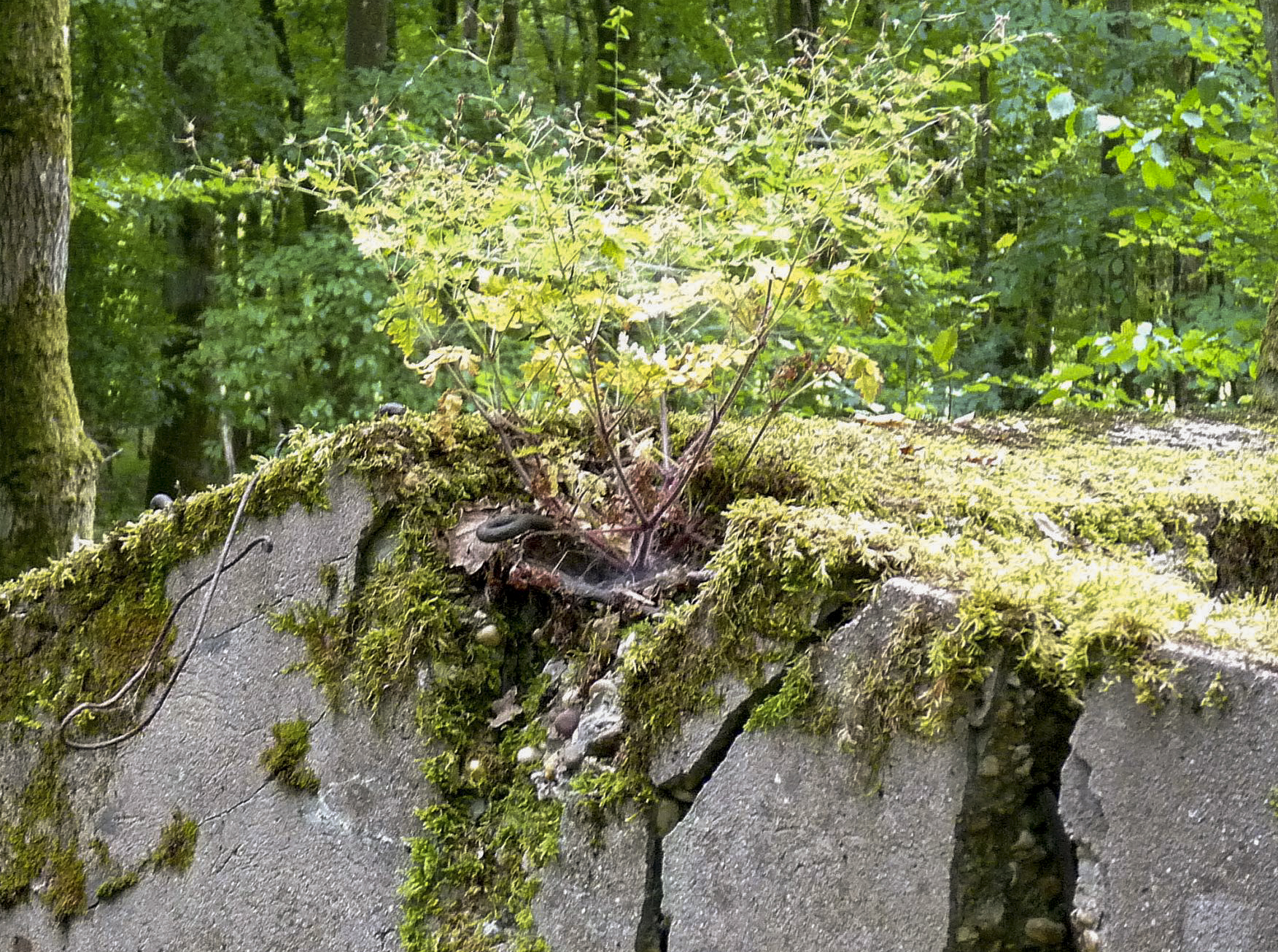 Ligne Maginot - M1B - TAUBRUNNENWALD - (Blockhaus pour arme infanterie) - 