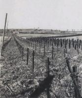 Ligne Maginot - OBERROEDERN SUD - RIEFFEL - (Casemate d'infanterie - Double) - La casemate en arrière plan des réseaux bas et AC