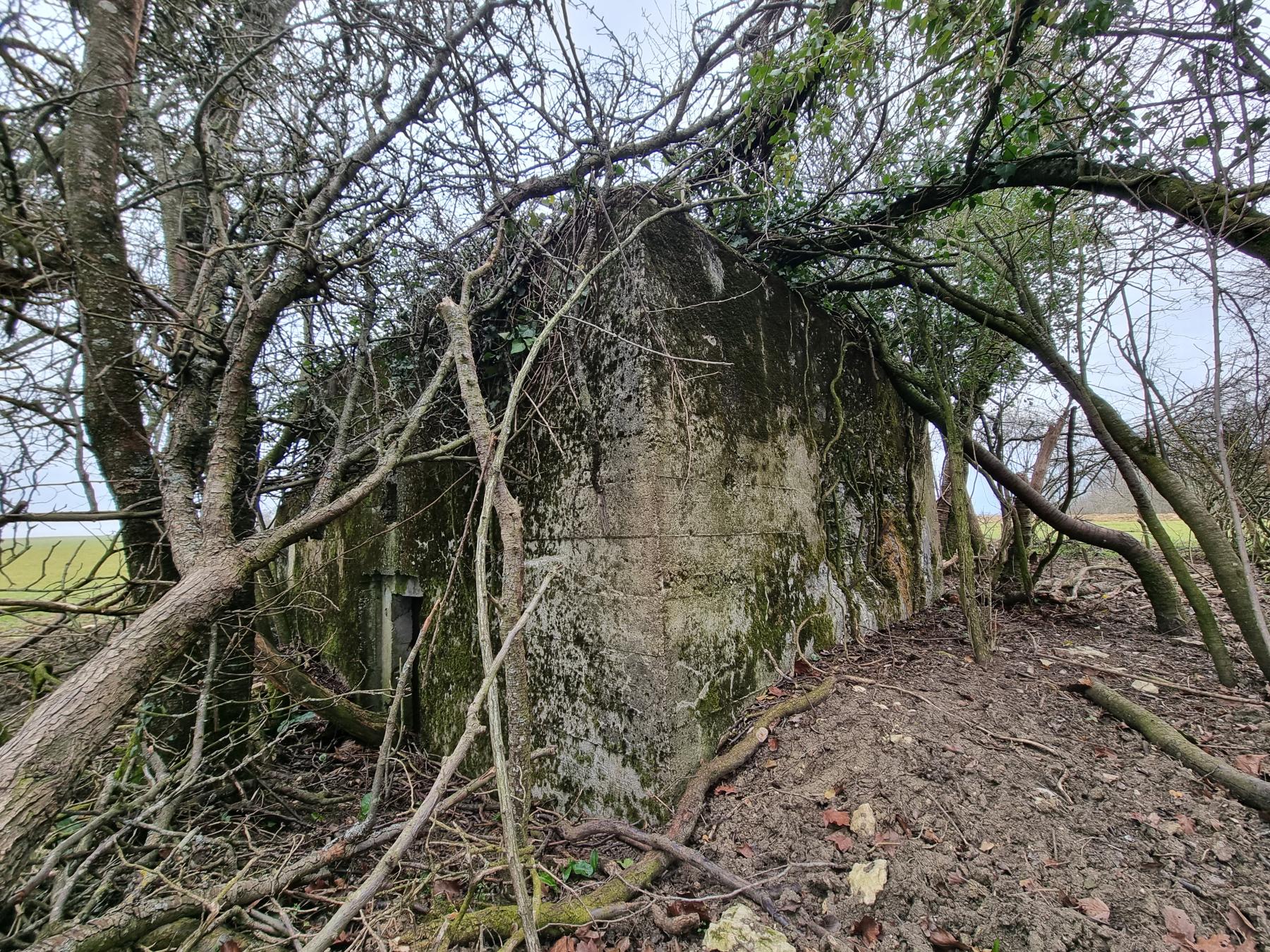 Ligne Maginot - REDELBORN - (Blockhaus pour arme infanterie) - Vue entière du blockhaus caché dans la végétation - DK_Antoine4