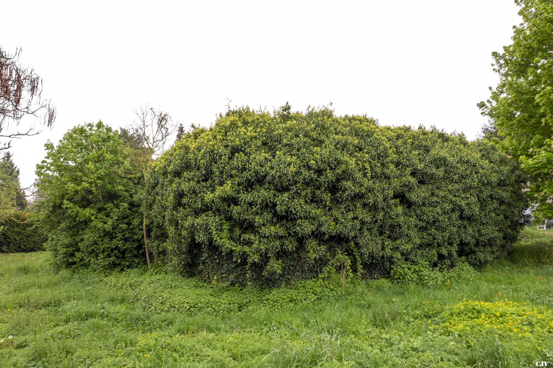 Ligne Maginot - SOULTZ NORD - (Casemate d'infanterie - Simple) - Le bloc est entièrement recouvert de lierre - Lia VERMEULEN