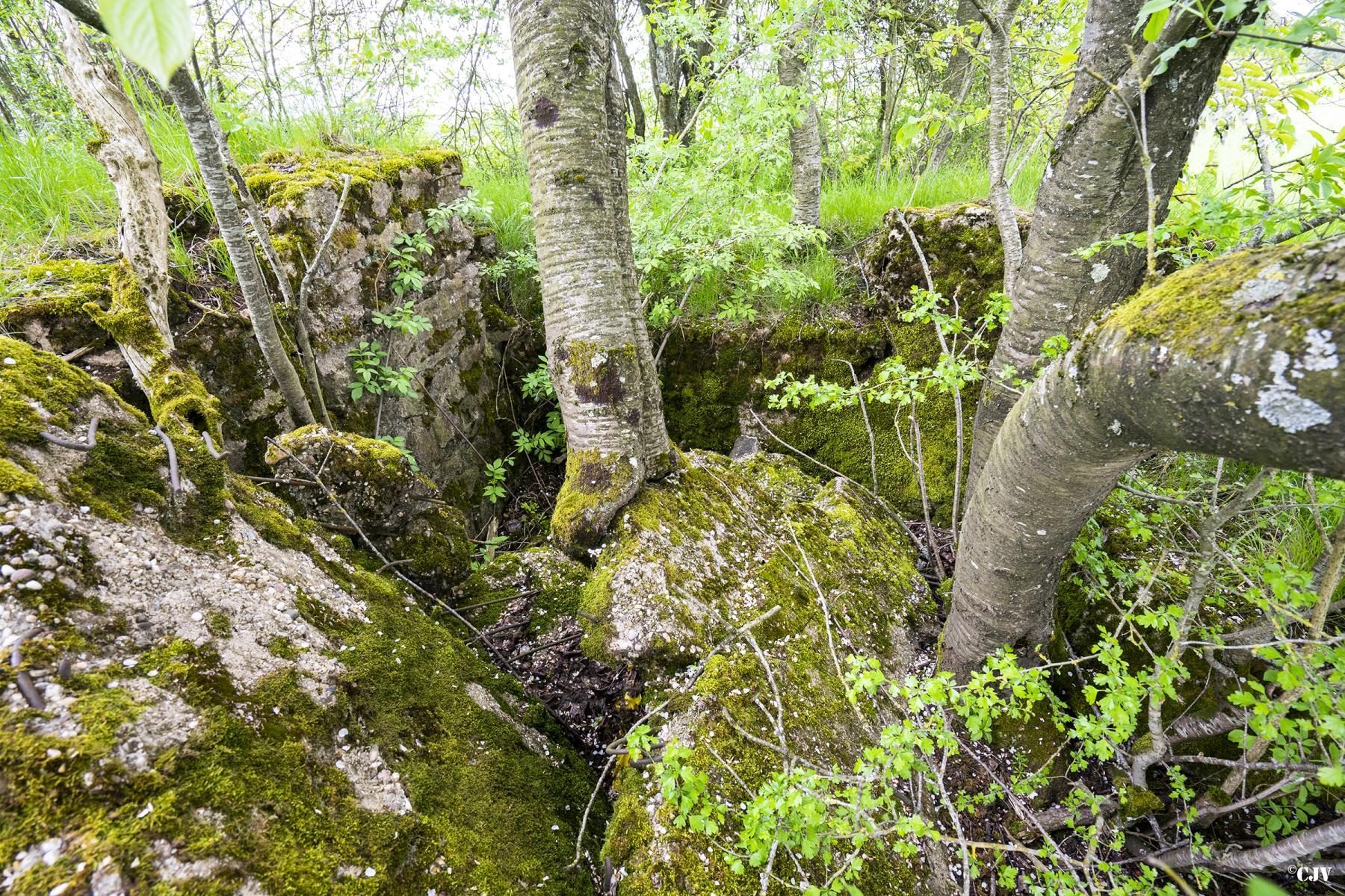 Ligne Maginot - KNOPP 6 - (Blockhaus de type indéterminé) - Les ruines du blockhaus - Lia VERMEULEN
