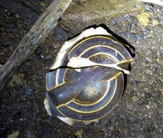 Ligne Maginot - FERME DU BOIS DU FOUR - O10 - (Observatoire d'artillerie) - Restes d'un isolateur en porcelaine