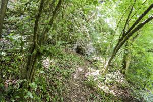 Ligne Maginot - O59 - SAXEL CENTRE - (Abri) - La falaise où se situe l'abri
