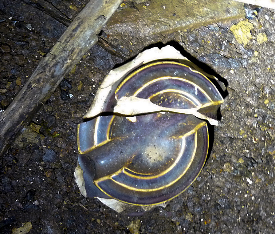 Ligne Maginot - FERME DU BOIS DU FOUR - O10 - (Observatoire d'artillerie) - Restes d'un isolateur en porcelaine - Sylvie Laure LAMBERT