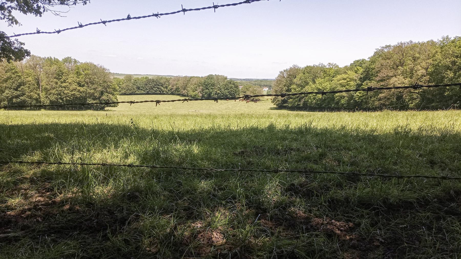 Ligne Maginot - CB434-C - ROCKSWINGERT EST 1 - (Blockhaus pour arme infanterie) - Le terrain avant le blockhaus - Marc Fossoul