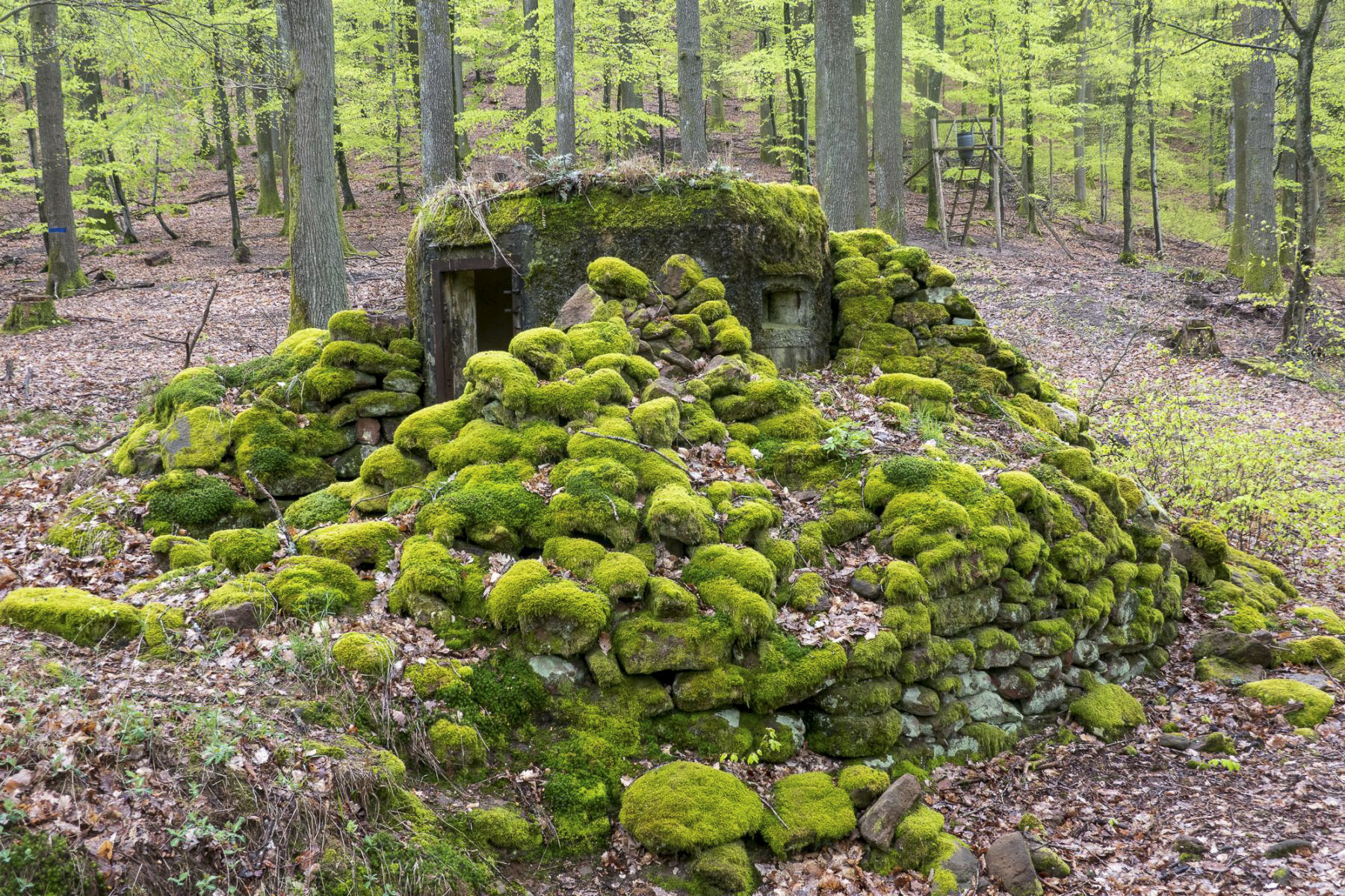 Ligne Maginot - FM39 - DIEBSKOPF 1 - (Blockhaus pour arme infanterie) -  - Michel Teiten