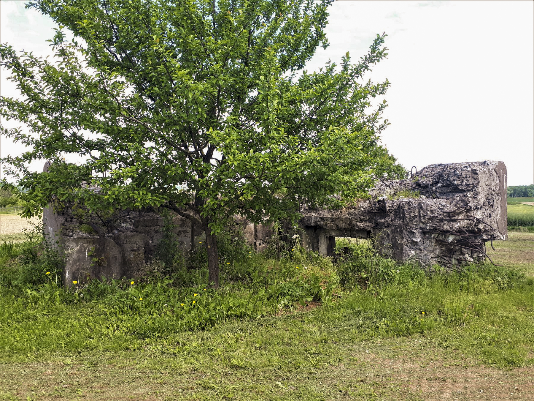 Ligne Maginot - TRAMBACH - (Blockhaus pour arme infanterie) - Le blockhaus ruiné - Gregory Fuchs