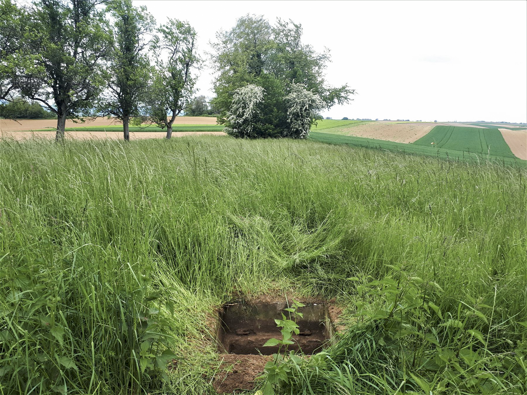 Ligne Maginot - BOIS DE HOFFEN - (Cuve pour canon) - La plateforme, à proximité immédiate du blockhaus Bois de Hoffen 1 - Gregory Fuchs