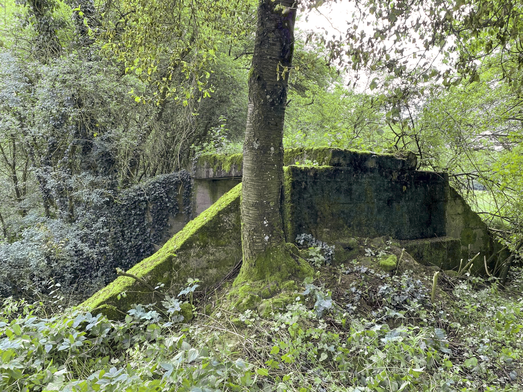 Ligne Maginot - VF60 - ANTENNE DE L'OUVRAGE DE SCHOENENBOURG - (RESEAU - Voie 60 - Antenne ou rocade ferroviaire) - 22 - PONT sur le BIRLENBAECHEL
Le pont vu coté Soultz. Le talus a été supprimé par l'agriculteur