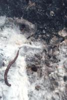 Ligne Maginot - CALVAIRE 7 - (Blockhaus pour canon) - Impacts 