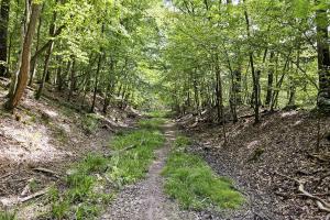 Ligne Maginot - VF60 - ANTENNE DE L'OUVRAGE DU KOBENBUSCH - (RESEAU - Voie 60 - Antenne ou rocade ferroviaire) - Tracé de la voie entre le pont du Bois de Lagrange et celui de la Croix Hépich. Ce dernier est juste après le virage tout au fond. 