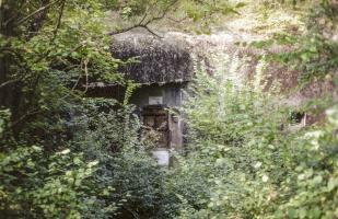Ligne Maginot - BOIS DE CATTENOM - X14 - (Abri) - L'abri en 1982, disparaissant sous la végétation