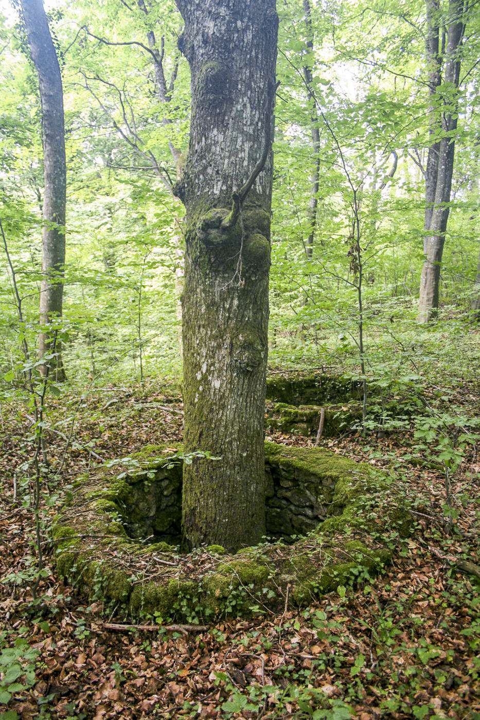 Ligne Maginot - MOLVANGE - A9 - (Ouvrage d'artillerie) - L'un des puits sur le remblai à proximité de l'entrée des munitions, sans doute construits pour protéger les arbres. - Michel Teiten