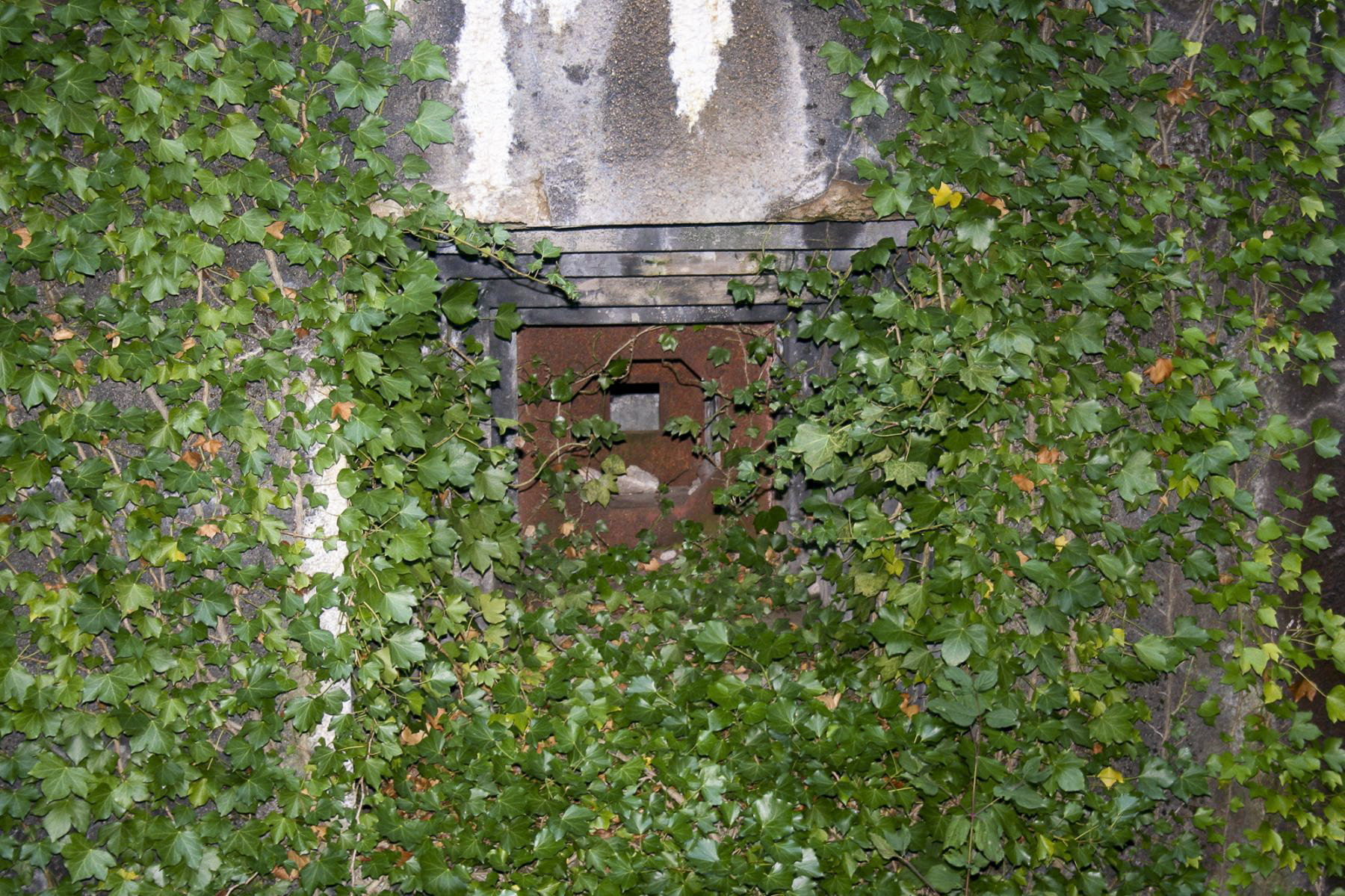 Ligne Maginot - BILLIG - A18 - (Ouvrage d'artillerie) - Bloc 4
Le créneau FM disparait sous la végétation - Michel Teiten