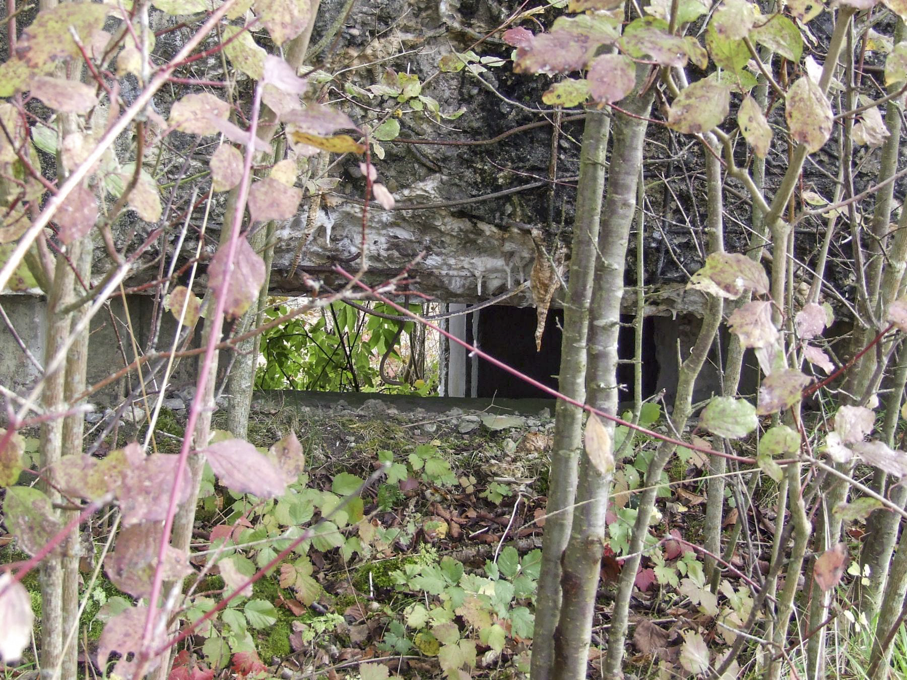 Ligne Maginot - CALVAIRE 7 - (Blockhaus pour canon) - L'embrasure à peine visible.