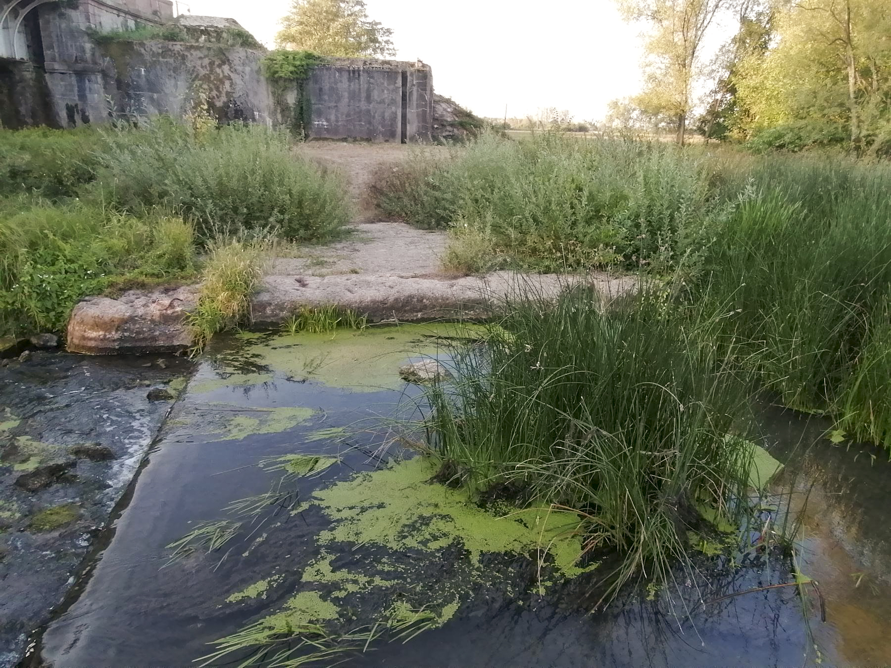 Ligne Maginot - SARRALBE (BARRAGE DE) - (Inondation défensive) - Vue du reste d'un piler dans la partie centrale du barrage. - DISS D