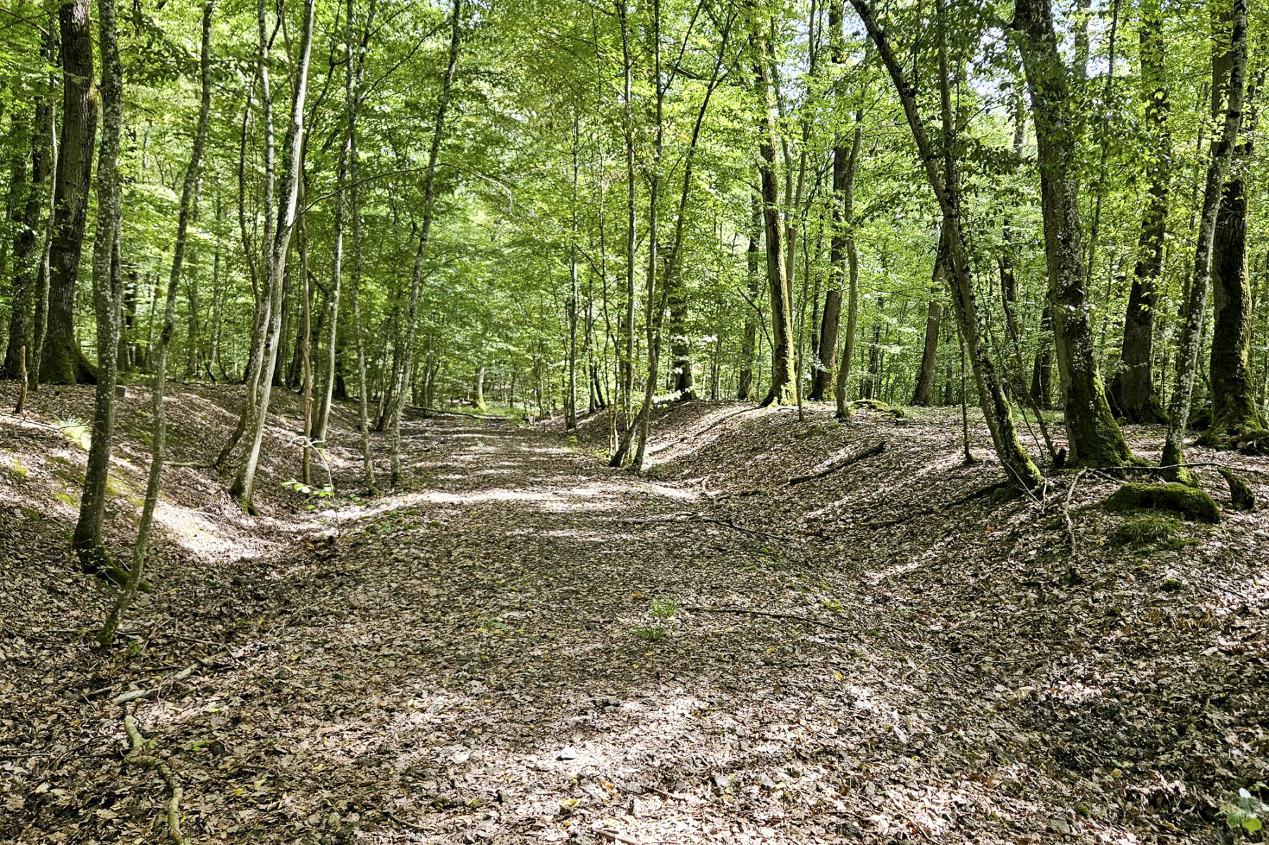 Ligne Maginot - VF60 - ANTENNE DE L'OUVRAGE DU KOBENBUSCH - (RESEAU - Voie 60 - Antenne ou rocade ferroviaire) - Restes de ballast sur le tracé de la voie entre le pont de la Croix Hépich et le pont du Bois de Lagrange - Michel Teiten