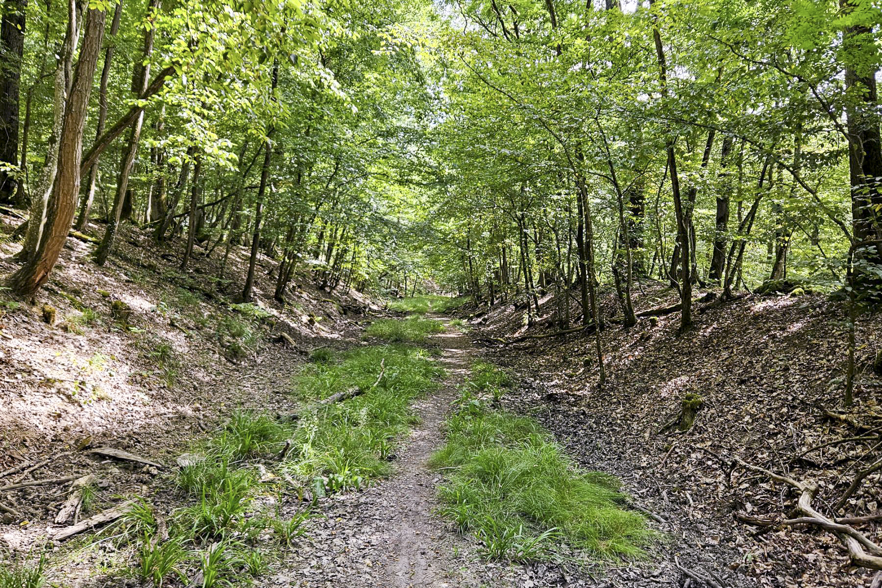 Ligne Maginot - VF60 - ANTENNE DE L'OUVRAGE DU KOBENBUSCH - (RESEAU - Voie 60 - Antenne ou rocade ferroviaire) - Tracé de la voie entre le pont du Bois de Lagrange et celui de la Croix Hépich. Ce dernier est juste après le virage tout au fond.  - Michel Teiten
