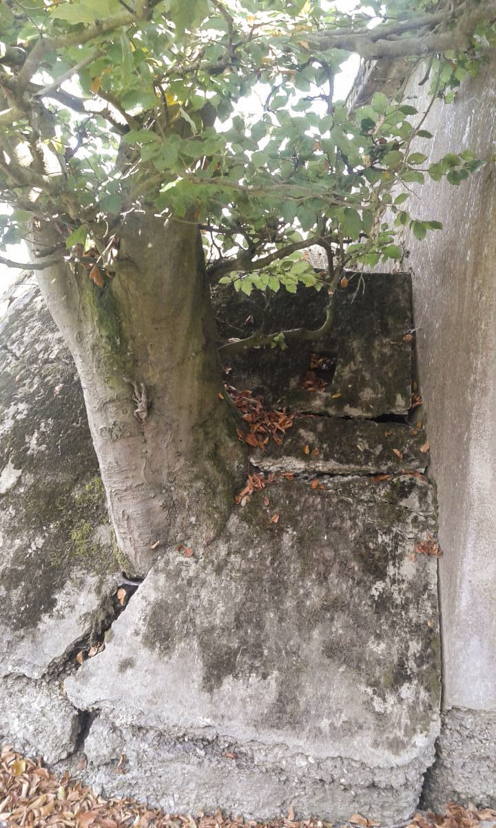 Ligne Maginot - VF60 - Antenne Métrich - Pont de la Canner n°1 
La nature reprend ses droits