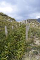 Ligne Maginot - COL DE RAUS (CR) - (Ouvrage d'infanterie) - Tranchée renforcée T1 vers cuve C1