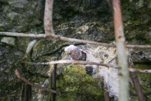 Ligne Maginot - DB327 - HAIE AUX MURES 1 - (Blockhaus pour canon) - Mom pour antichar