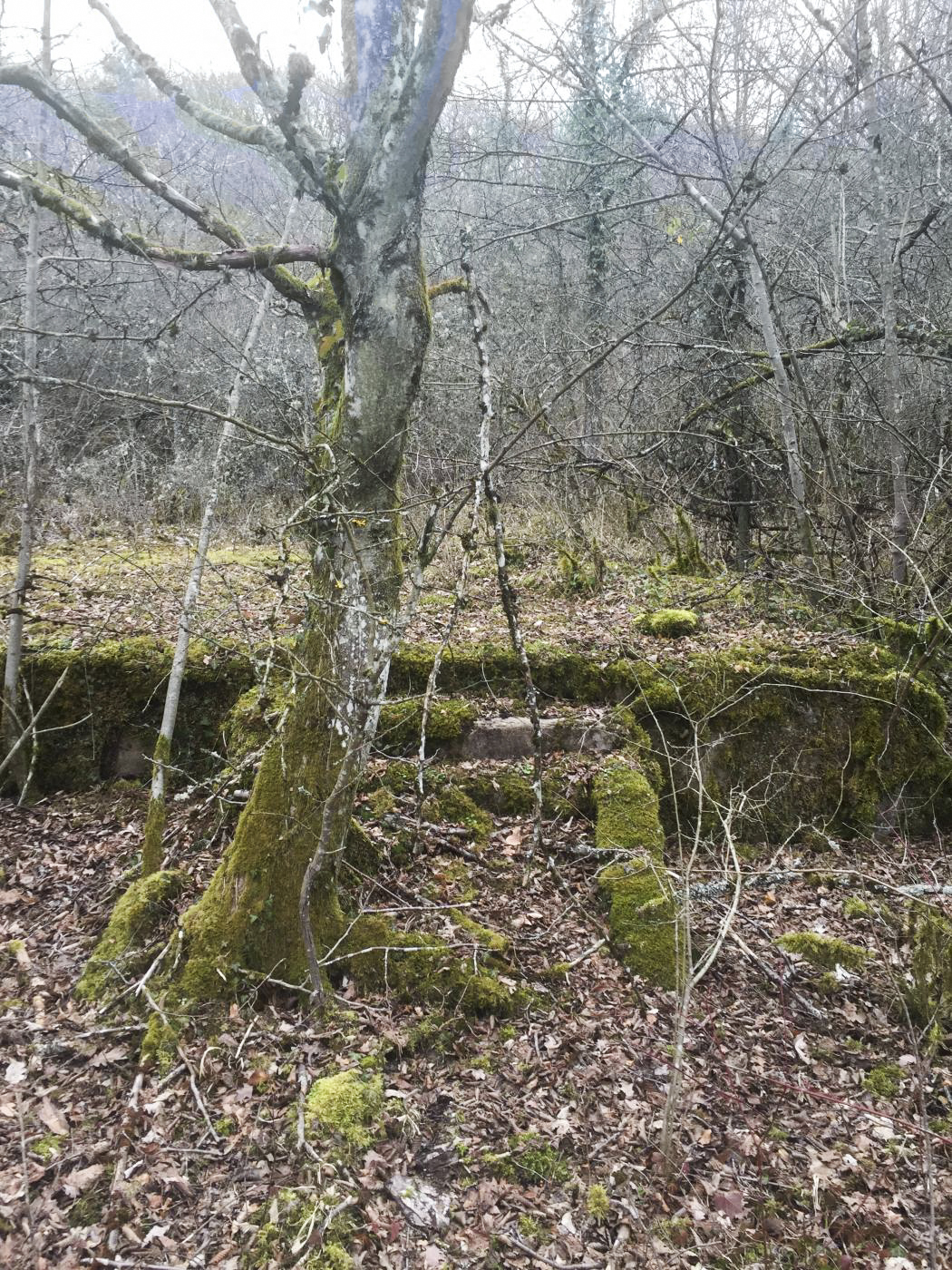 Ligne Maginot - METRICH - (Casernement) - Ruines du casernement
Les fondations d'une baraque et son escalier