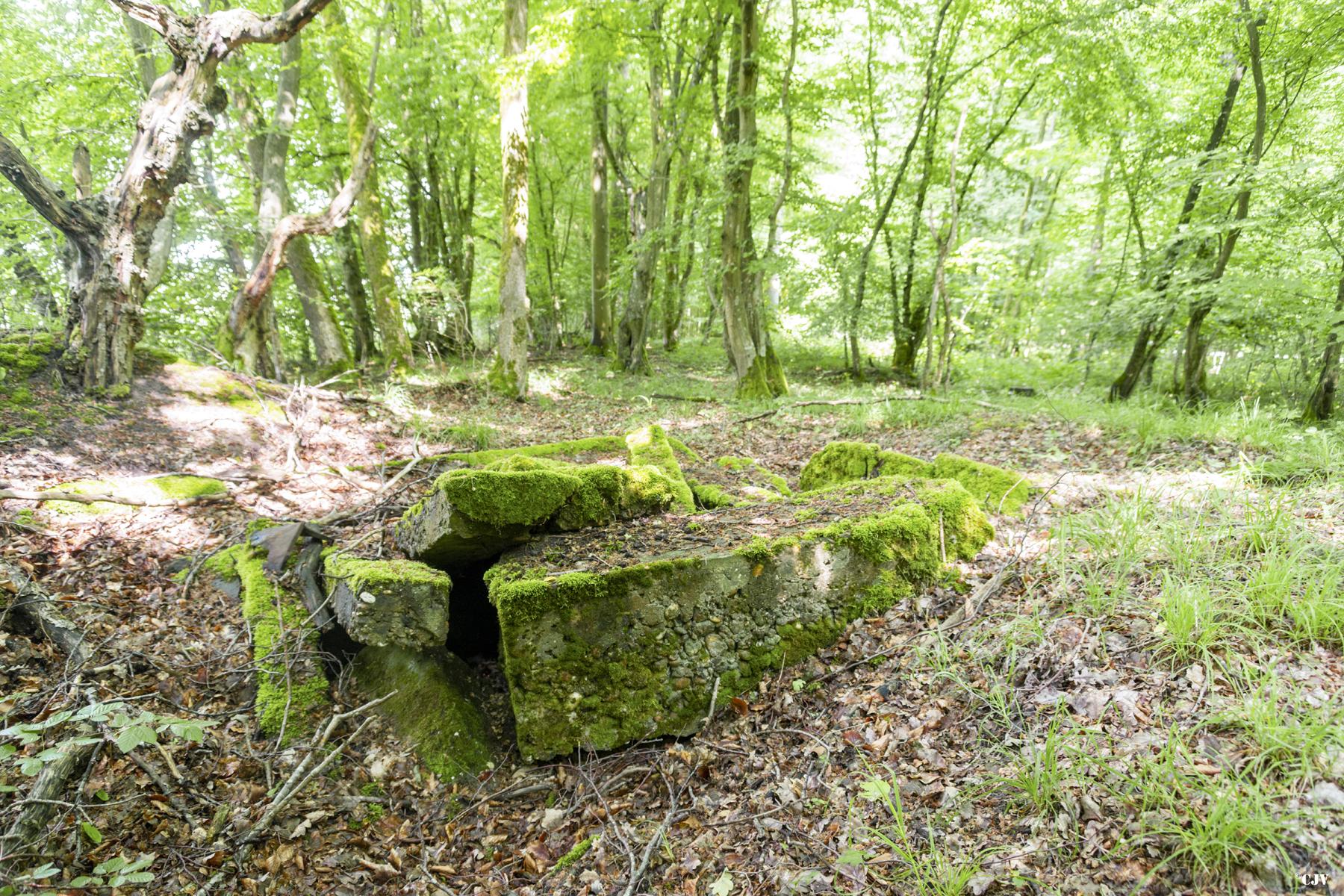 Ligne Maginot - TAUBRUNNENWALD 8 - (Blockhaus de type indeterminé) -                           - Lia VERMEULEN
