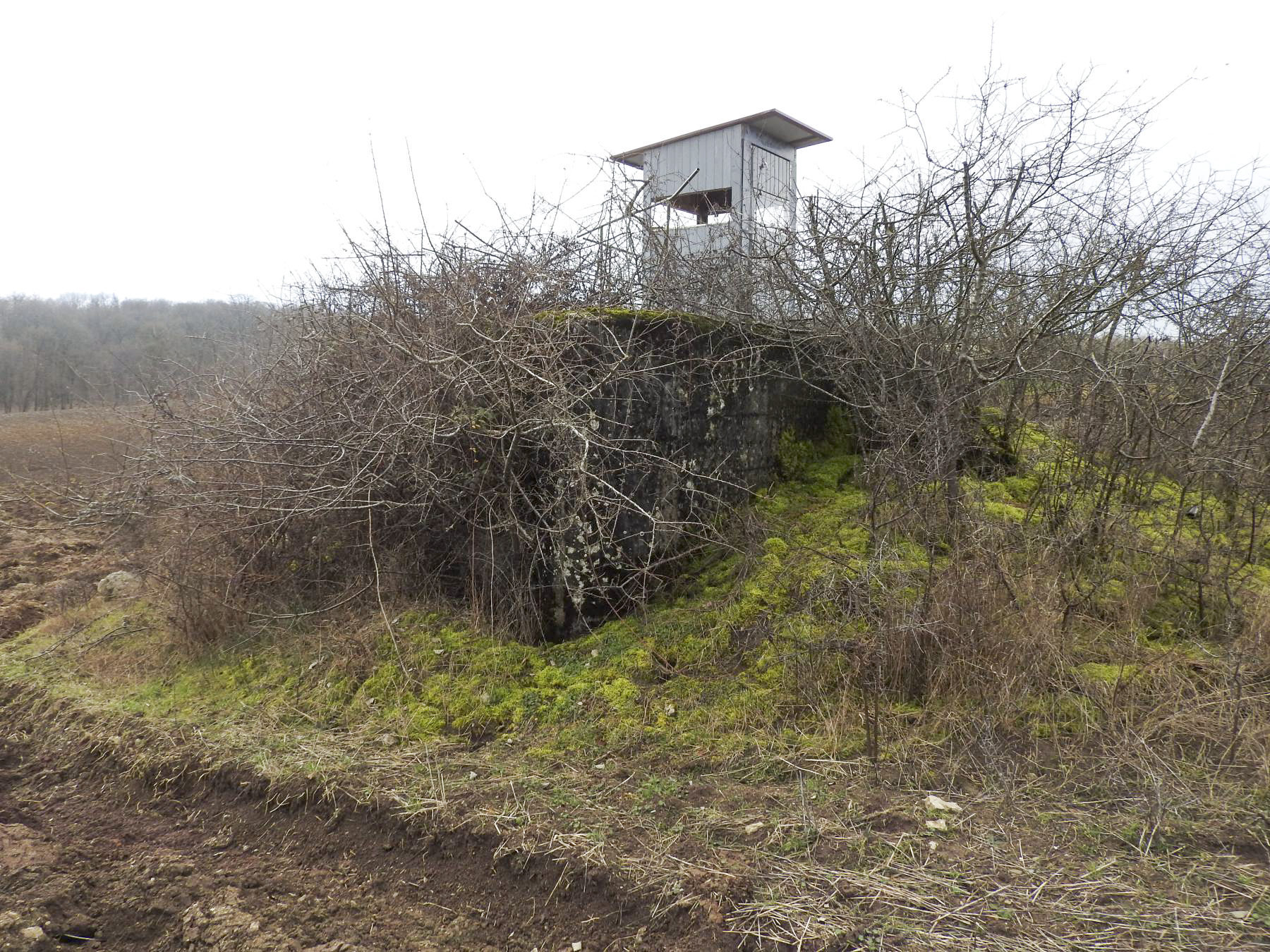 Ligne Maginot - VALETTE SUD OUEST - (Blockhaus pour arme infanterie) - La façade de tir cachée par les broussailles. - STENGER Mathieu