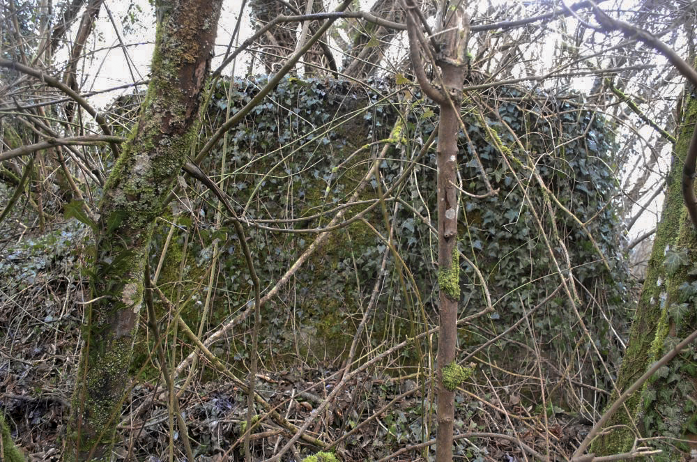 Ligne Maginot - Dt 34 - RAUER NORD - A première vue face à cet ouvrage on ne distingue qu'un socle de béton couvert de lierre et de mousse. Rien de bien menaçant.
