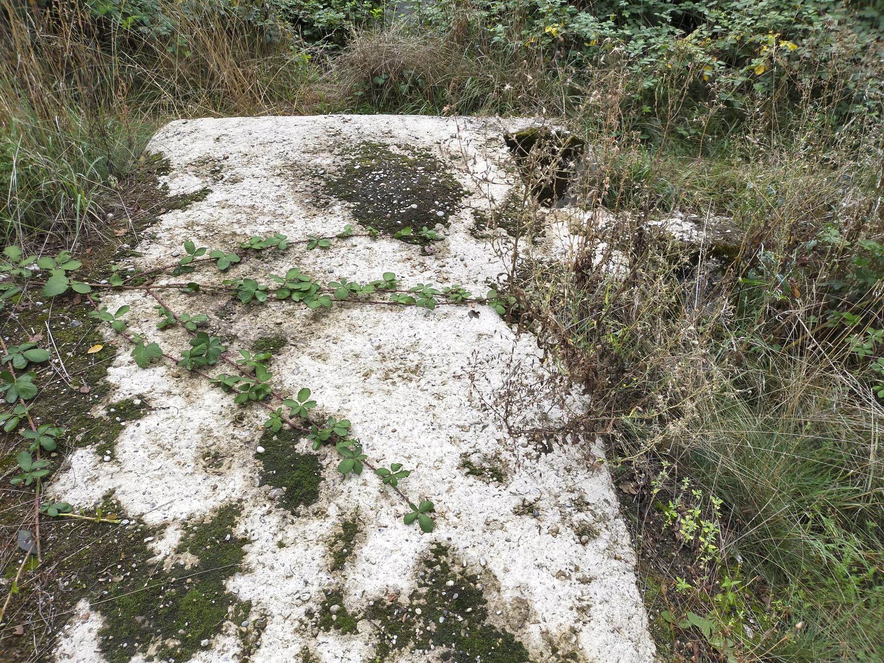 Ligne Maginot - MOULIN DE DESSENHEIM 2 - (Blockhaus pour arme infanterie) -  - Julien Boulanger