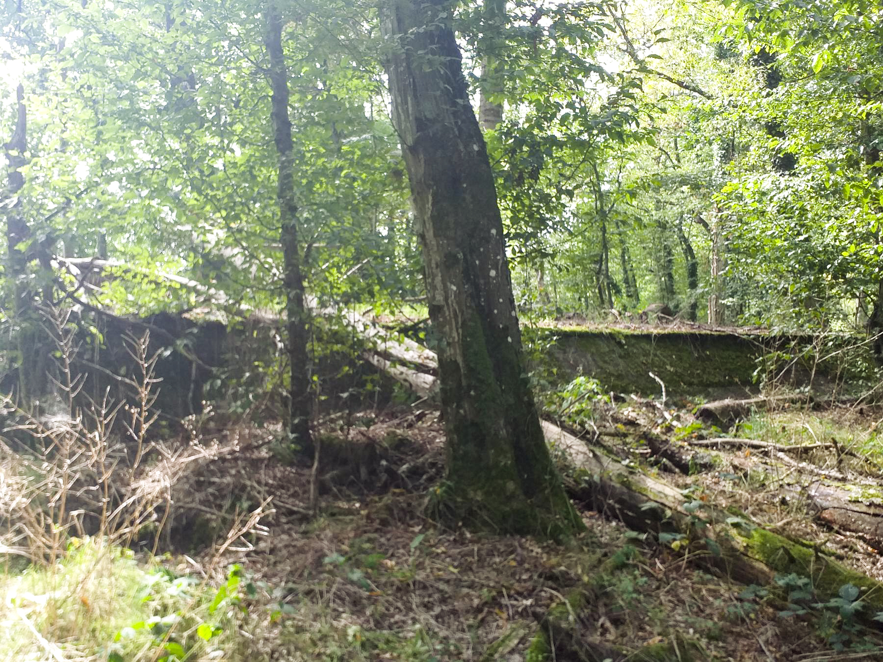 Ligne Maginot - NACHTWEID - (Blockhaus de type indéterminé) -  - Minich jean michel